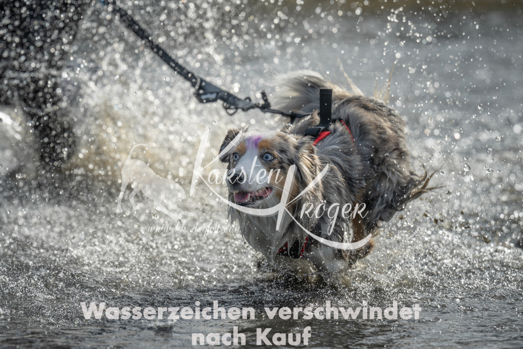 1025_ZZ97311 | kk-dogfotos