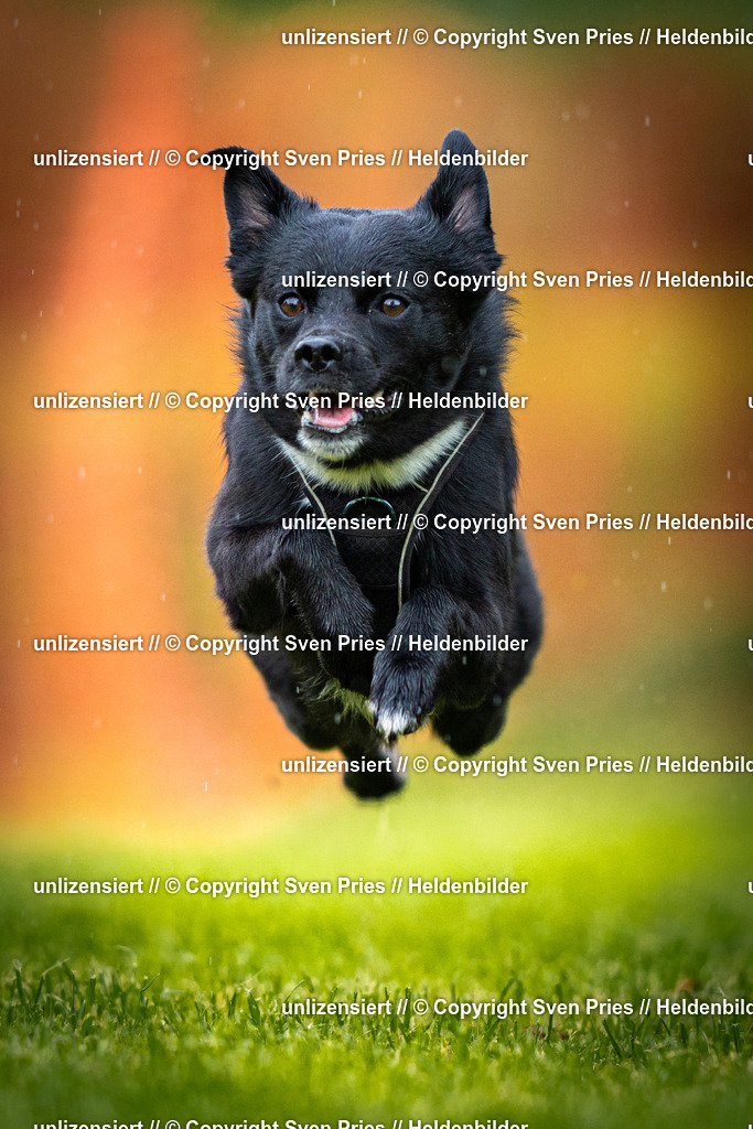 Sven Pries | 2025-09-21 - Hunderennen Baden-Oos - Realisiert mit Pictrs.com