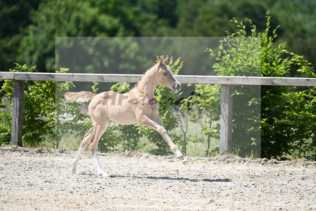 Kat-Nr. 15 SF Reitlands Diamonds Gold_Butolo_15230327 | hf-fotografie - Realizzato con Pictrs.com