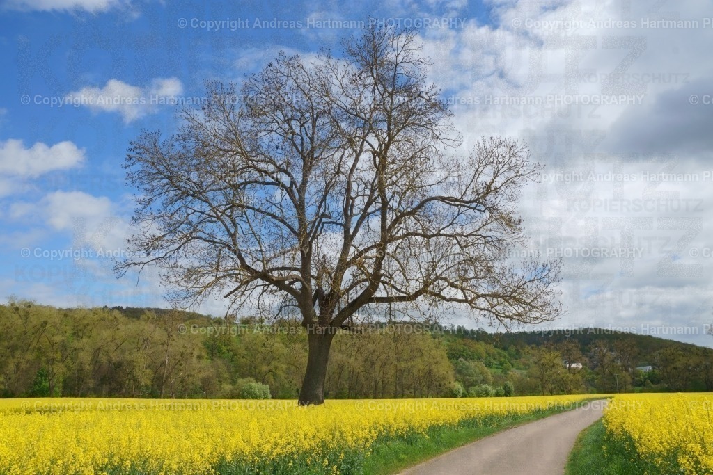 Esche im Rapsfeld | Esche im blühenden Rapsfeld - Realisiert mit Pictrs.com