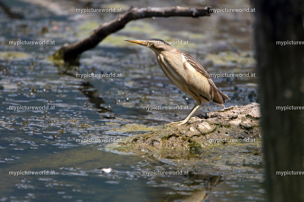 Zwergdommel-032 | Das Bilderarchiv über Tiere, Planzen und Landschaften. In der Bilddatenbank finden Sie ein große Auswahl an hochwertigen Bilder für Ihre Werbung - Realisiert mit Pictrs.com