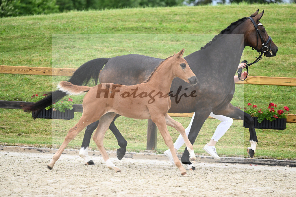 Kat-Nr. 50 SF Fidertanz_Haas_17231599 | hf-fotografie - Realisiert mit Pictrs.com