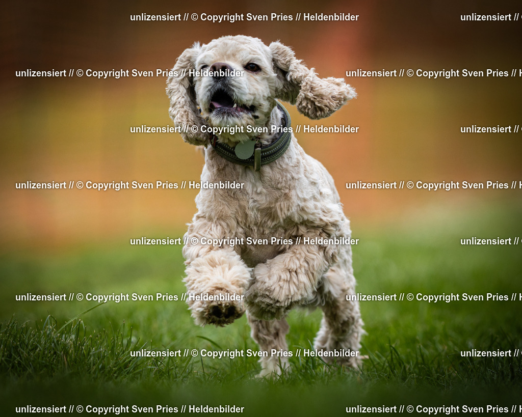 Sven Pries | 2025-04-13 - Hunderennen Baden-Baden - Realisiert mit Pictrs.com