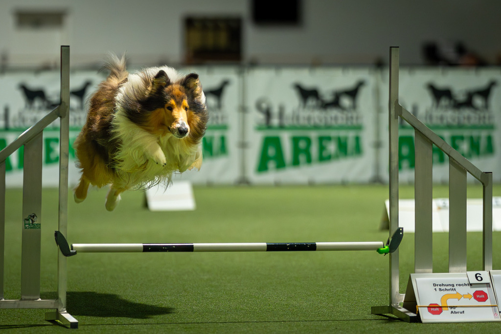 allesWIRTHgut Tierfotografie - 7IV08135-Verbessert-RR | Professionelle Tierfotografie in Mönchengladbach von Daniel Wirth (allesWIRTHgut). Liebevolle & natürliche Bilder von Hunden & Katzen für unvergessliche Erinnerungen.