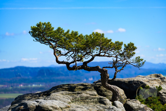 _DSC9904 | Shop für Prints Landschaftsfotografie Sächsische Schweiz Naturfotografie in Thüringen Fotos vom Findlingspark Nochten Kloster Sankt Marienstern Bilder Festung Königstein PanoramaRhododendronpark Kromlau FotogalerSchleswig-Holstein Küstenlandschaften