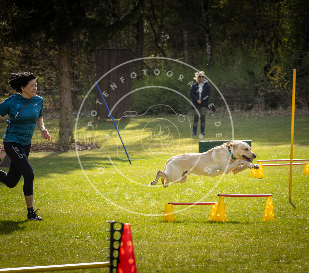 Pfotenfotografie_DV3A2900 | Hundefotografie, Tierfotograf, Pfotenfotografie, Fotoshooting Hund, Hunde Portrait, Hundesport, Hundeportraits, Heideshooting, Hunde, Sportfotograf, Hundefotograf, Turnierhundsport, THS,  - Realisiert mit Pictrs.com