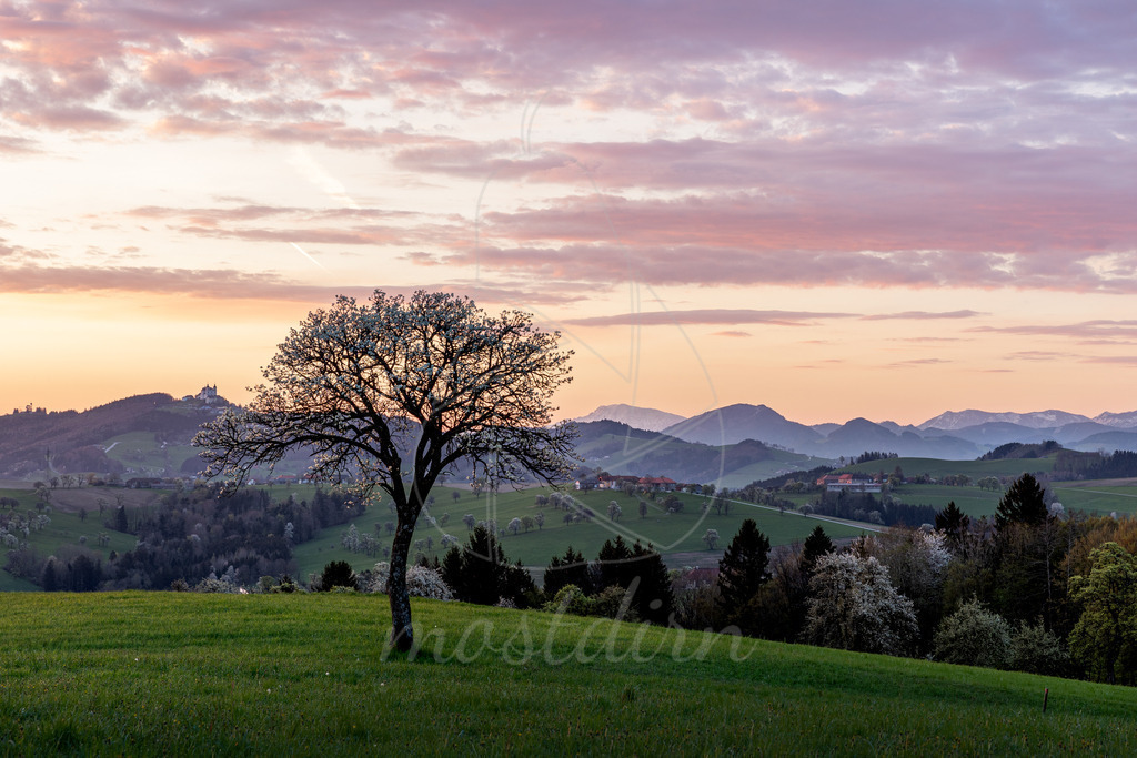 Morgenrot Mostviertel | Morgenrot im Mostviertel mit den 3 typischen Wahrzeichen Sonntagberg, Birnbaumblüte und Ötscher

Bei Veröffentlichung des Bildes ist eine Namensnennung wie folgt erforderlich: Foto: Mostdirn Irmgard Wieser - Realisiert mit Pictrs.com