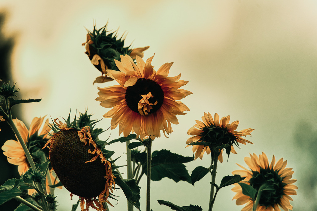 PSX_20220906_180628 | die schönsten Bilder aus Wald und Wiese, sowie Streifzüge durch den Garten mit der gesamten Blumen & Insektenwelt.   - Realisiert mit Pictrs.com