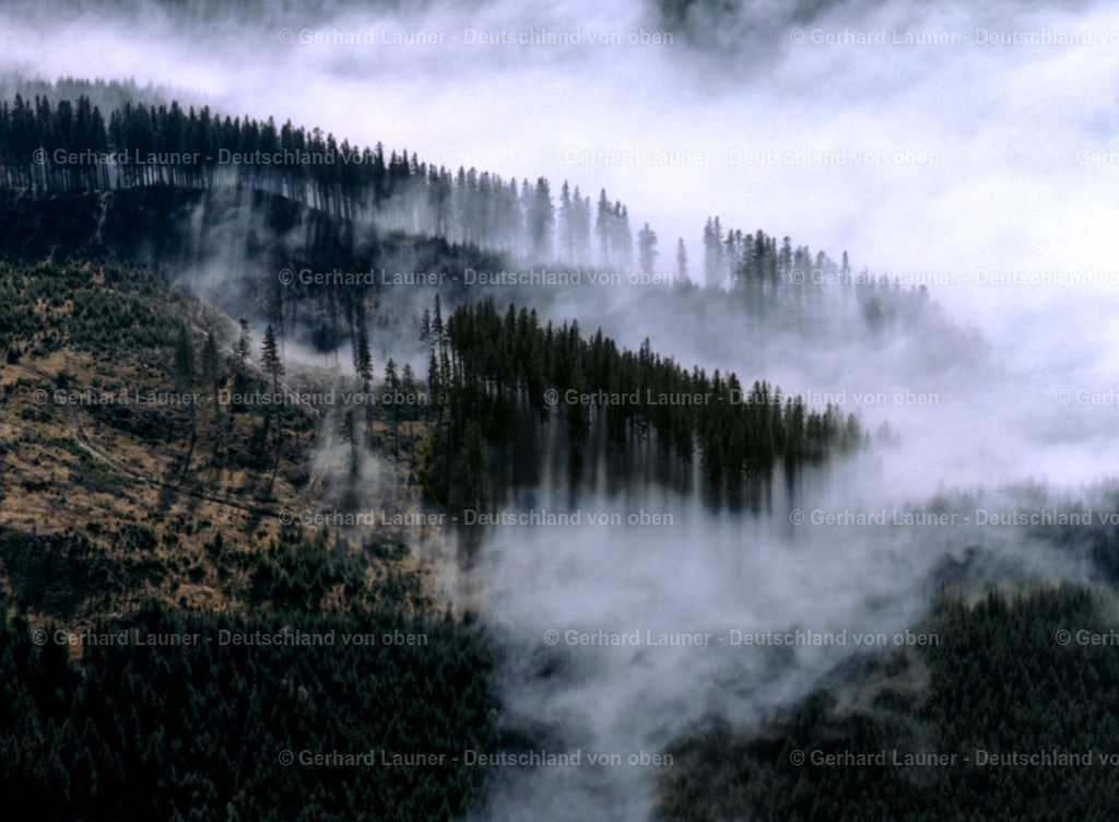 23B0522 | Bäume im Nebel bei Schöffau