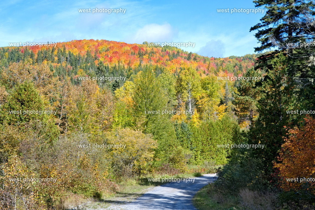 Road in the Forest 2 - CAN 2022 | west photography - Realisiert mit Pictrs.com