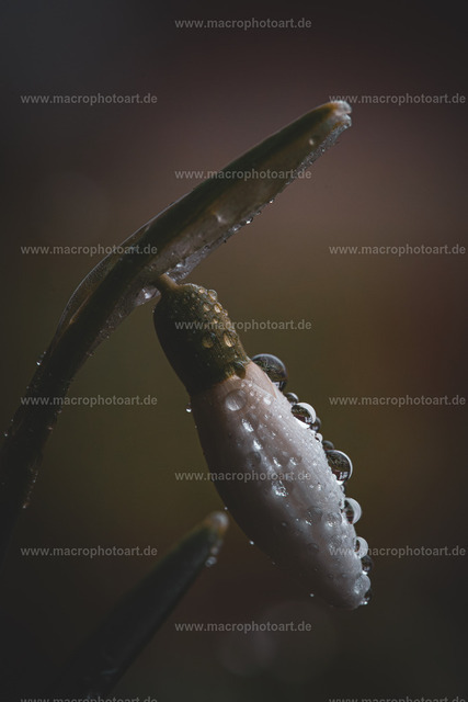 DSC05245 | Fotokunst & Makrofotografie kaufen: Hochwertige Wandbilder auf Leinwand, Acryl & Poster – ideale Geschenkidee und stilvolle Wohnraumdeko. - Realisiert mit Pictrs.com