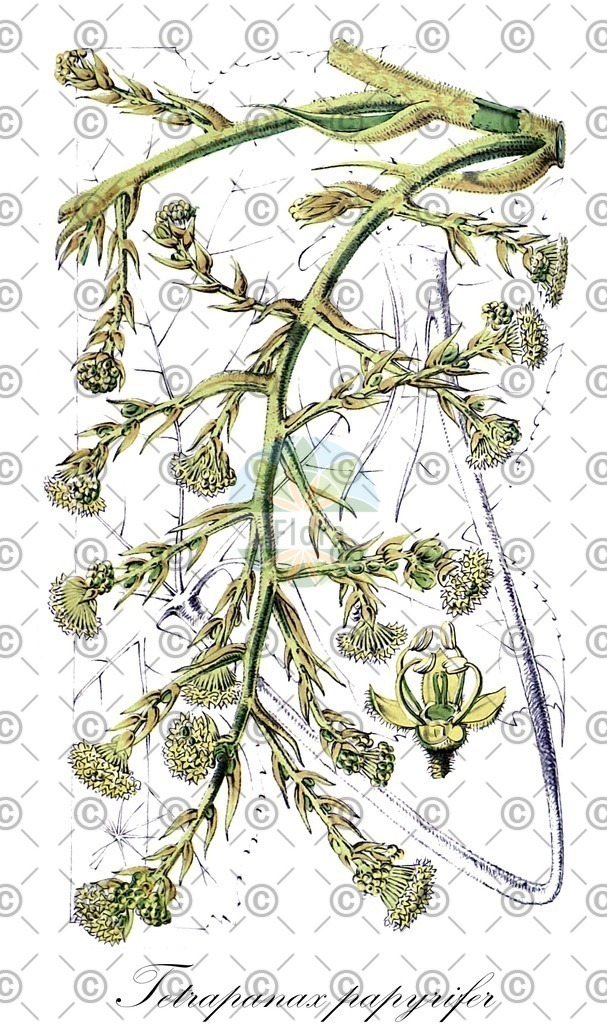 HistAbb_wfo-0000171351_1_ENZY_Simple | Historische Abbildung von Tetrapanax papyrifer - Araliaceae | Historical Illustration of Tetrapanax papyrifer - Araliaceae