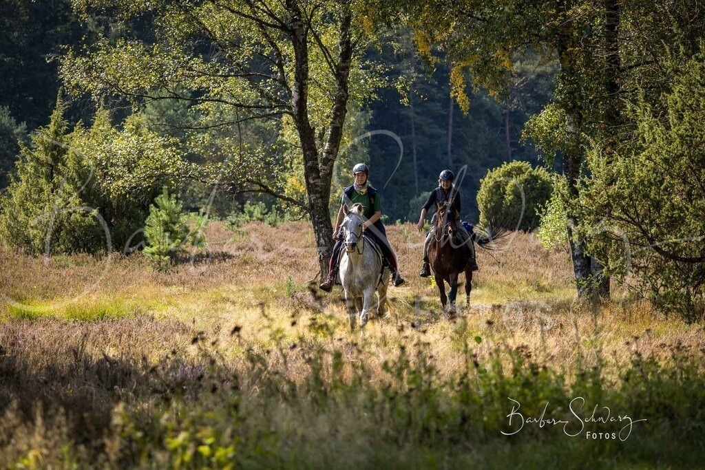 DdLH-WehlenerHeide_2025-09-20_156 | Fotografie, Veranstaltungs-Fotografie, Pferde-Fotografie, Landschafts-Fotografie, Reise-Fotografie - Realisiert mit Pictrs.com