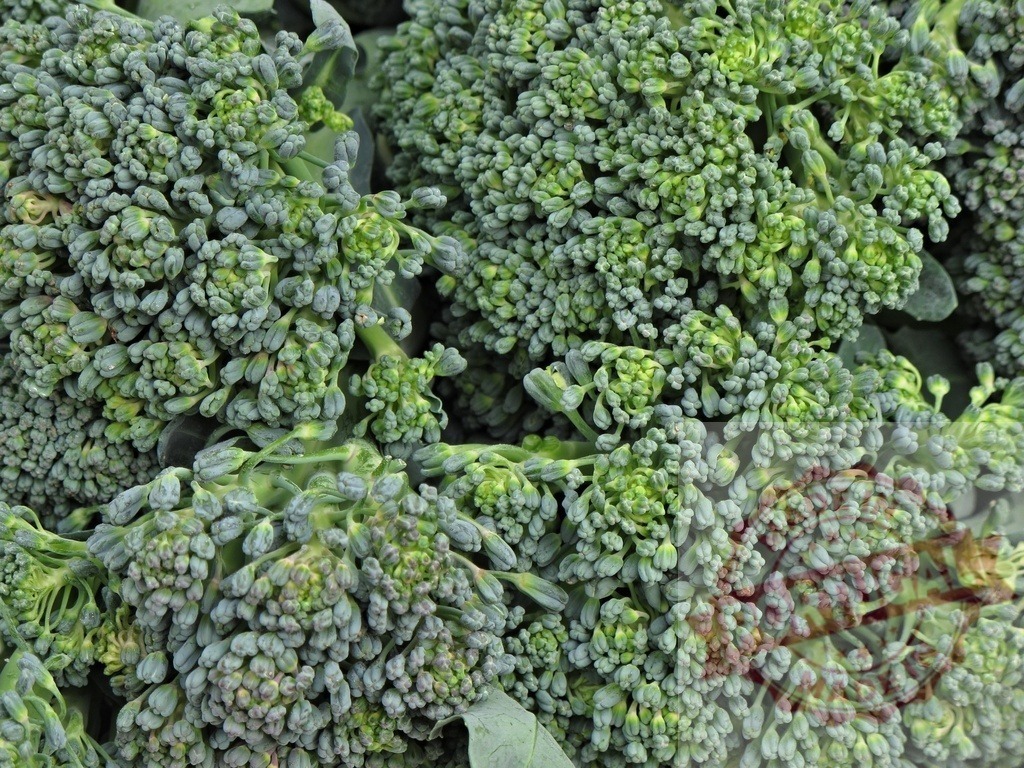 Fresh green broccoli florets forming healthy vegetable background | Group of fresh green broccoli florets and stems filling the frame with texture - Realized with Pictrs.com