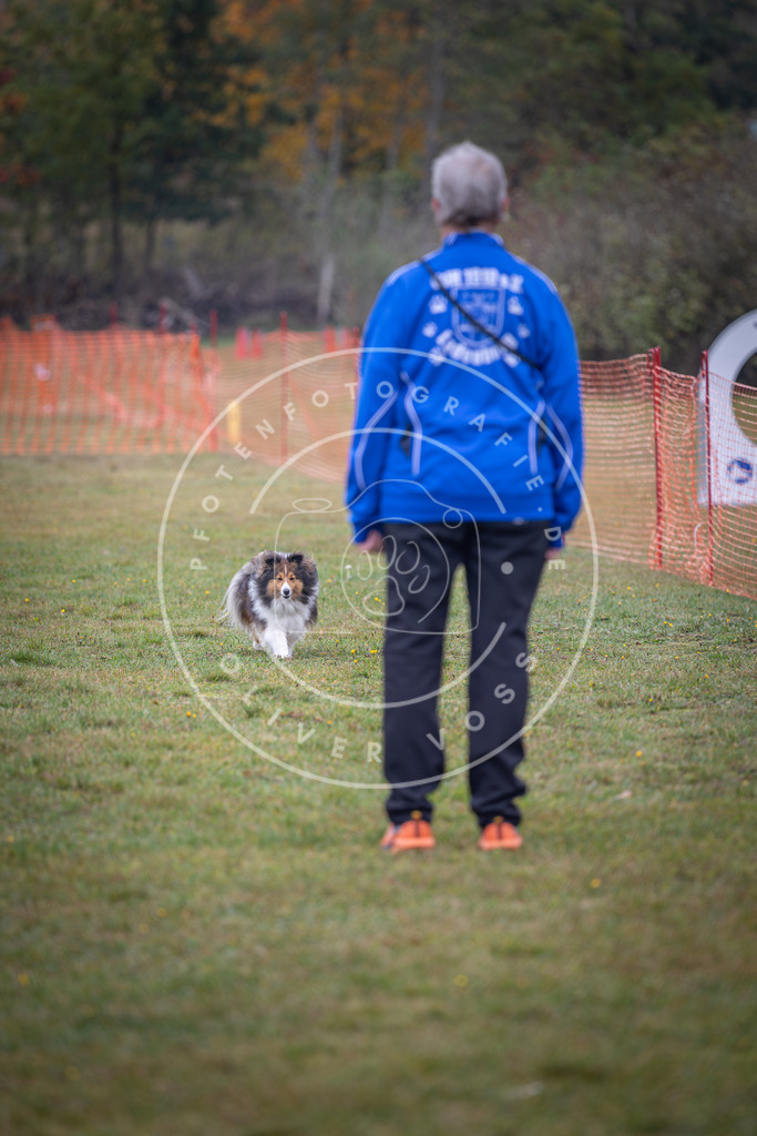 Pfotenfotografie_DV3A9556 | Hundefotografie, Tierfotograf, Pfotenfotografie, Fotoshooting Hund, Hunde Portrait, Hundesport, Hundeportraits, Heideshooting, Hunde, Sportfotograf, Hundefotograf, Turnierhundsport, THS,  - Realisiert mit Pictrs.com