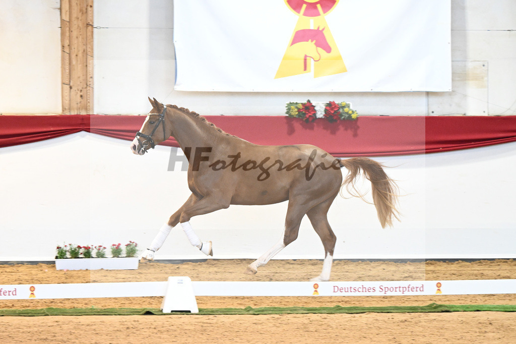 Kat-Nr. 5 Benicio x Florencio I_Lechl_43231632 | hf-fotografie - Realisiert mit Pictrs.com
