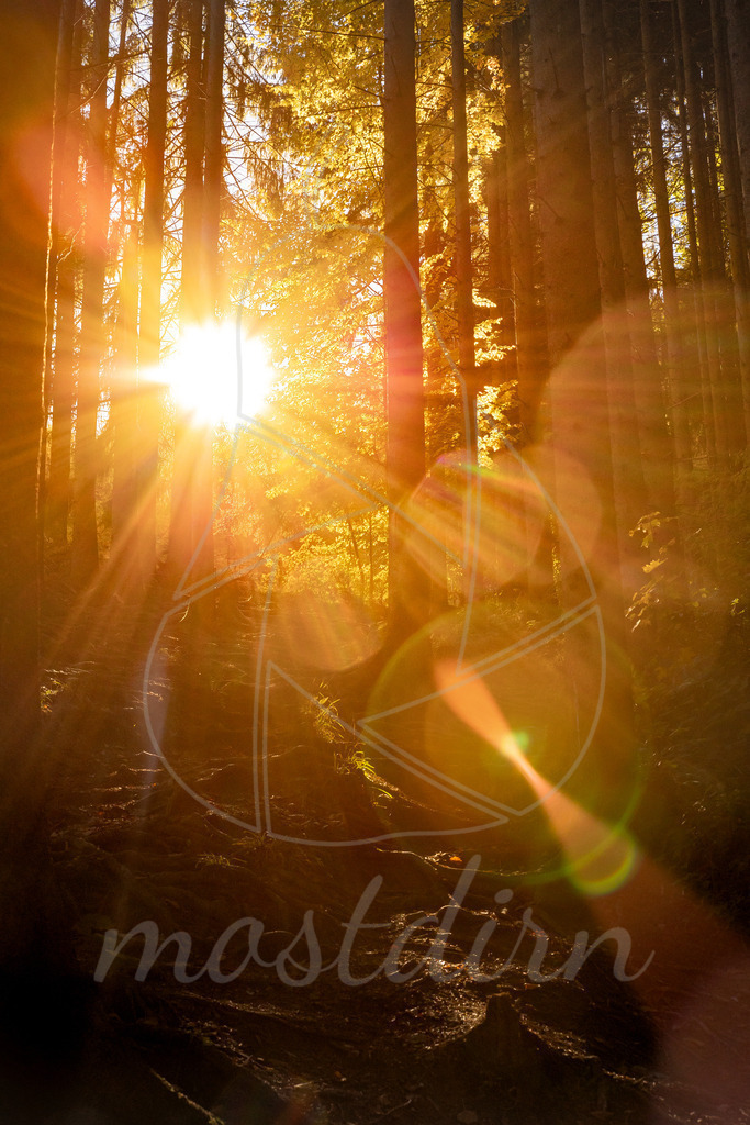 Pures Herbstgold | Ihre Fotografin im Lungau, ihre Fotografin im Mostviertel, Wandbilder Onlineshop, Imagefotos für Ihr Unternehmen,  - Realisiert mit Pictrs.com