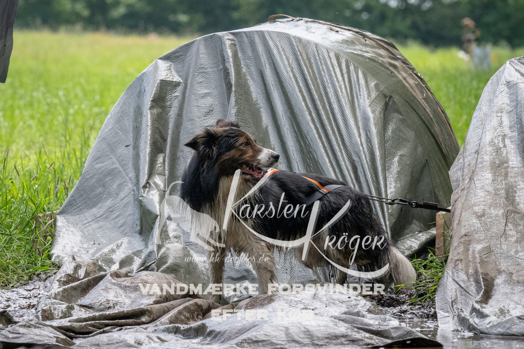 1127_ZZ93041 | kk-dogfotos