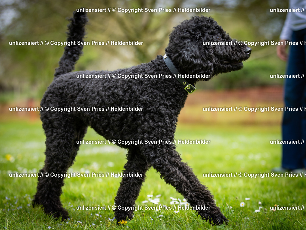 Sven Pries | 2025-04-13 - Hunderennen Baden-Baden - Realisiert mit Pictrs.com