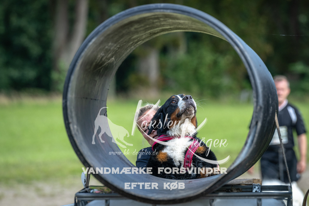 1313_ZZ92625 | kk-dogfotos