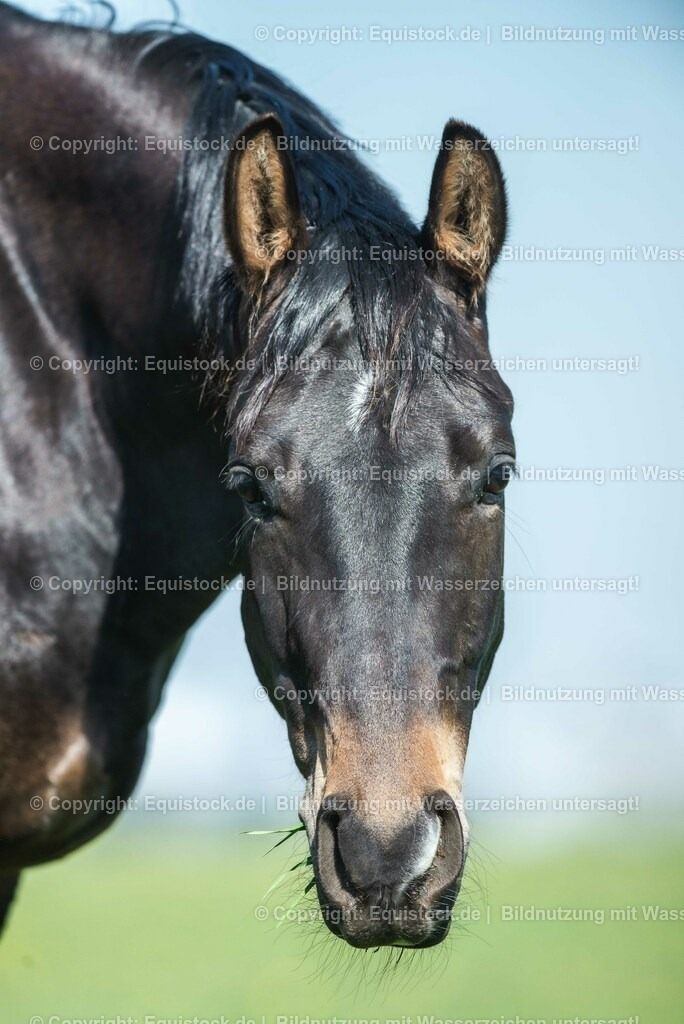 20210426_Pferd-auf-Koppel_0093 | equistock