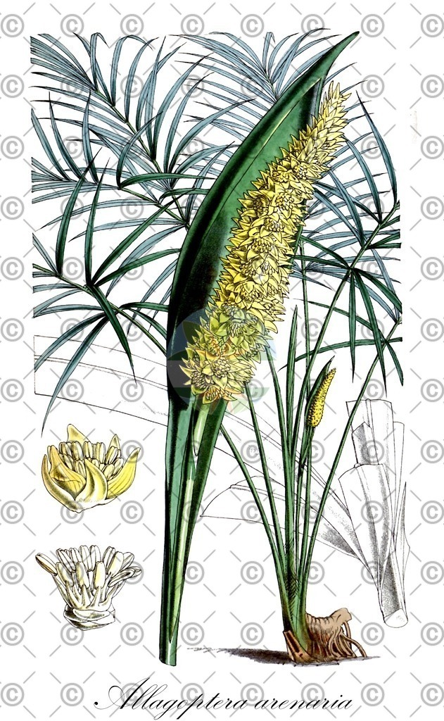HistAbb_wfo-0000943032_1_ENZY_Simple | Historische Abbildung von Allagoptera arenaria - Arecaceae | Historical Illustration of Allagoptera arenaria - Arecaceae