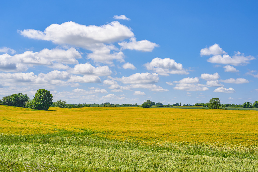 Getreidefeld im Sommer | Weiße Wolken bei schönstem Sommerwetter, sie ziehen über ein gelb-grün leuchtendes Getreidefeld bei Kiel in Schleswig-Holstein. - Realisiert mit Pictrs.com