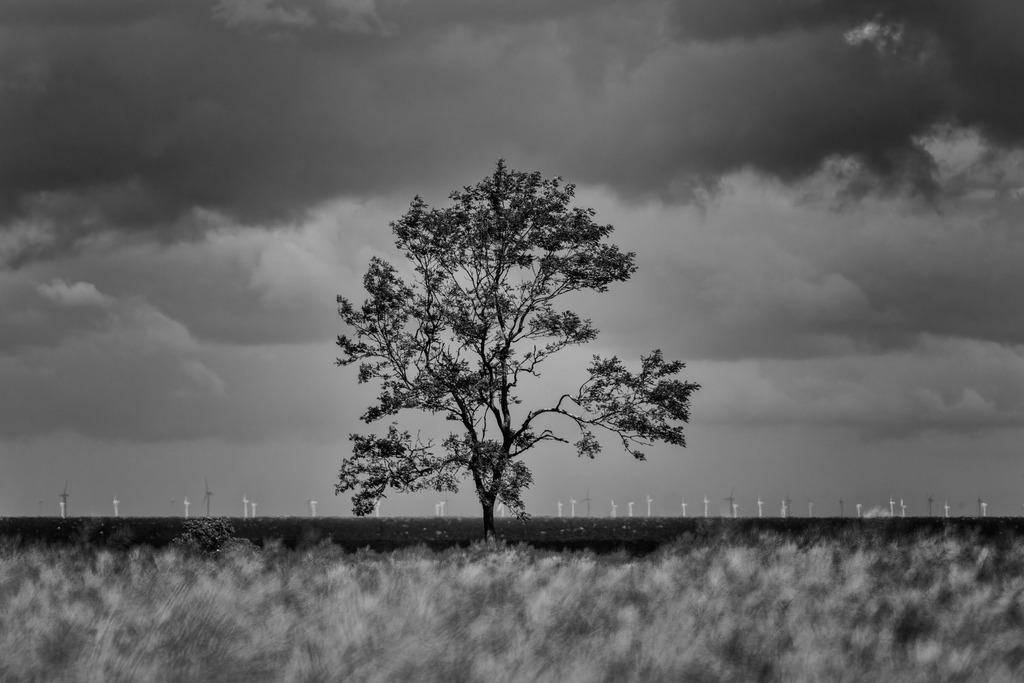 2025_07_09_FEHMARN-LEUCHTTURM+SCHMETTERLINGE_MCP8873 sw | Hochwertig gedruckte Fotografien für die Wand, als Kalender und zum Verschenken. Hamburg & Norddeutschland und überall wo ich mit der Kamera unterwegs war.