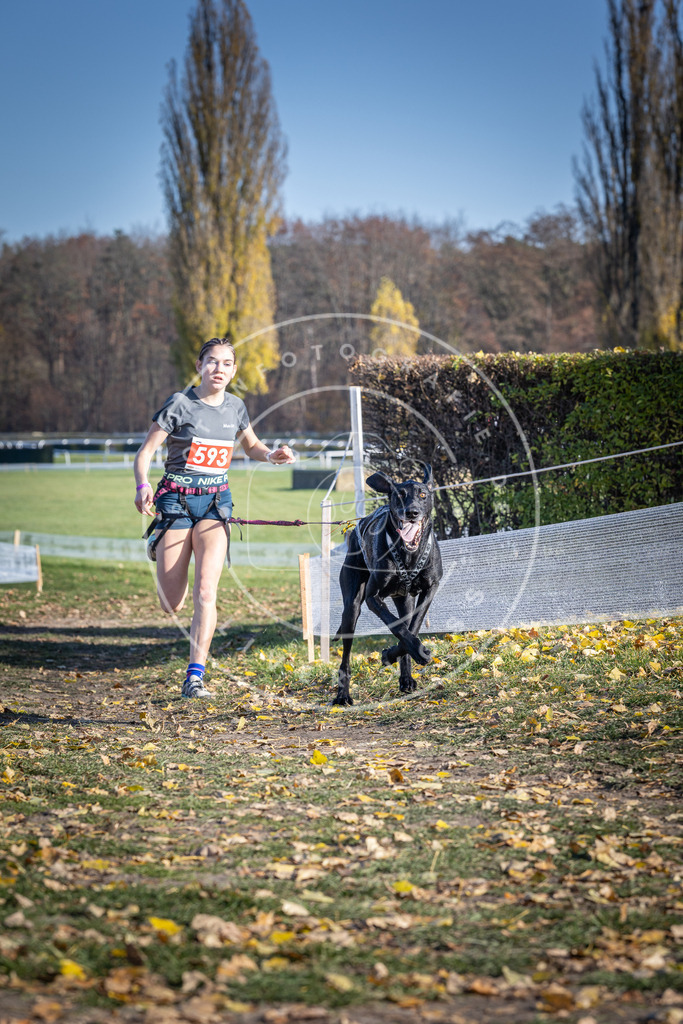 CaniXpix_DV3A9316 | Hundefotografie, Tierfotograf, Pfotenfotografie, Fotoshooting Hund, Hunde Portrait, Hundesport, Hundeportraits, Heideshooting, Hunde, Sportfotograf, Hundefotograf, Turnierhundsport, THS,  - Realisiert mit Pictrs.com