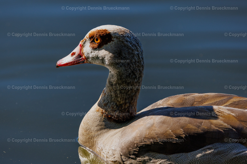 Gans | Dennis-Brueckmann-Fotografie - Realisiert mit Pictrs.com