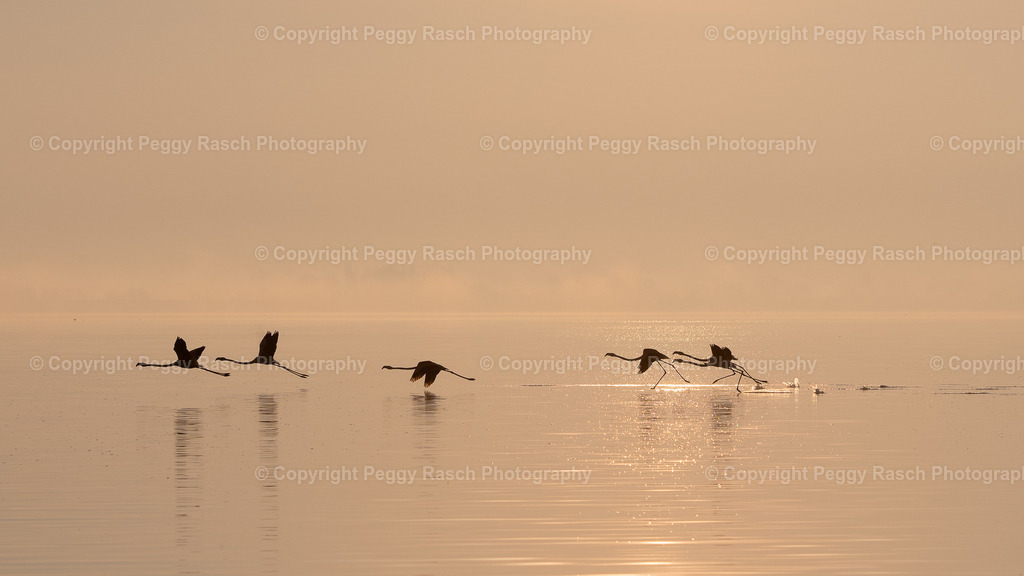 Flamingos (6) | PeggyRaschPhotography - Realisiert mit Pictrs.com