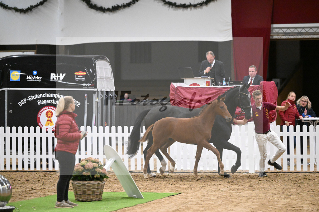 Fohlenauktion Next Chance_49220496 | hf-fotografie - Realisiert mit Pictrs.com