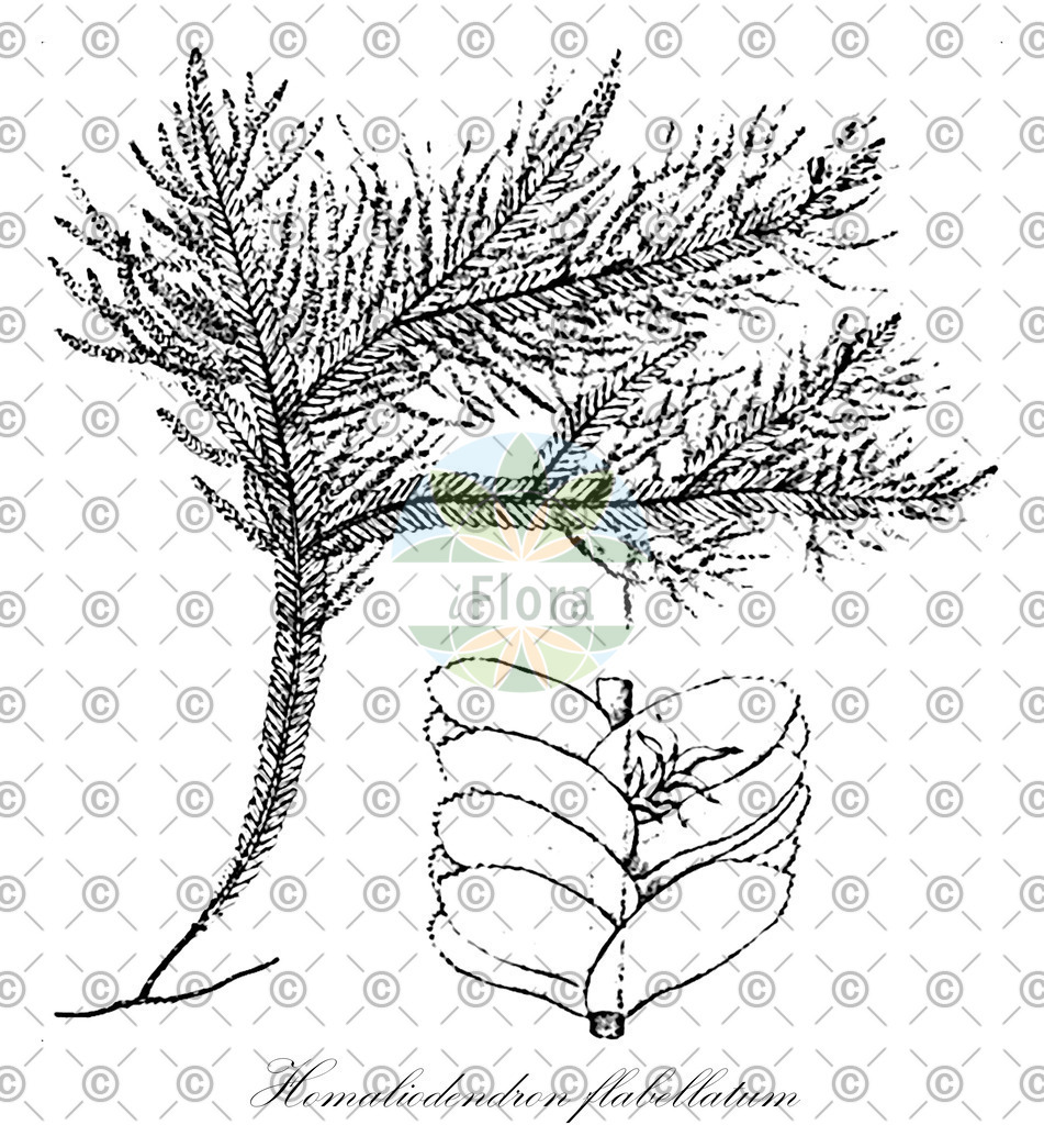 HistAbb_wfo-0000926220_1_ENZY_Simple | Historische Abbildung von Homaliodendron flabellatum - Neckeraceae | Historical Illustration of Homaliodendron flabellatum - Neckeraceae