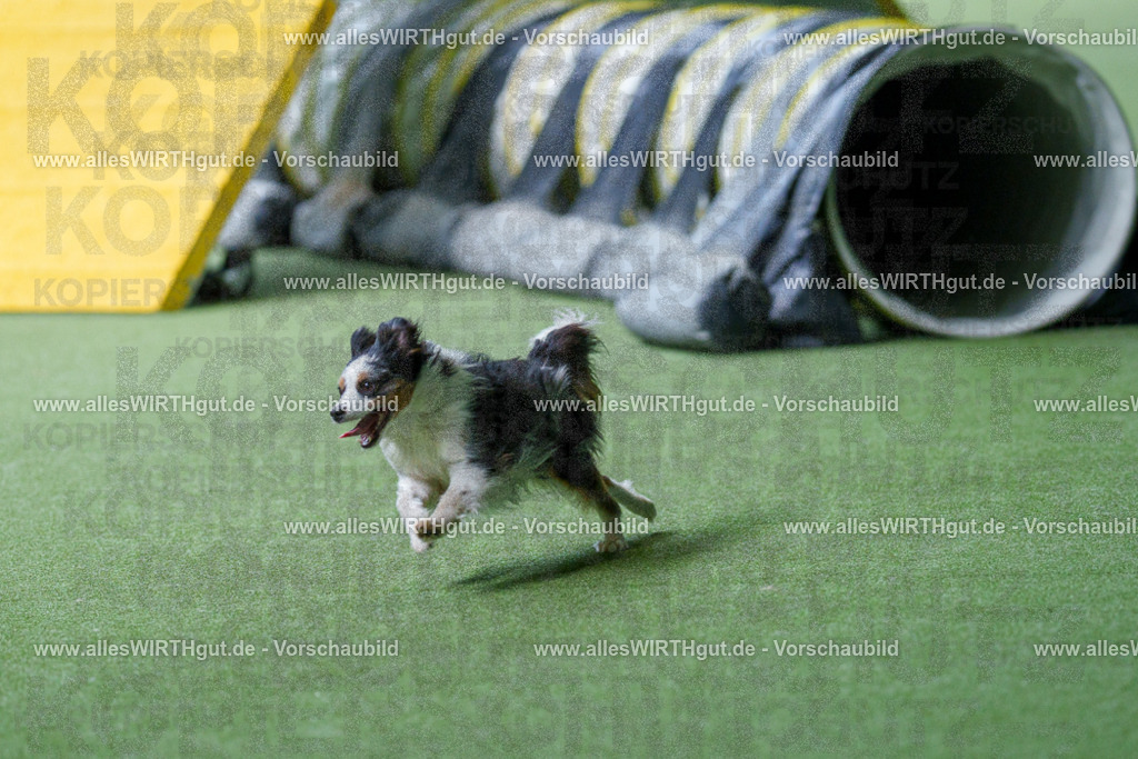 @allesWIRTHgut_Tierfotografie - www.allesWIRTHgut.de - 2604251259-7R503276 | Professionelle Tierfotografie in Mönchengladbach von Daniel Wirth (allesWIRTHgut). Liebevolle & natürliche Bilder von Hunden & Katzen für unvergessliche Erinnerungen.