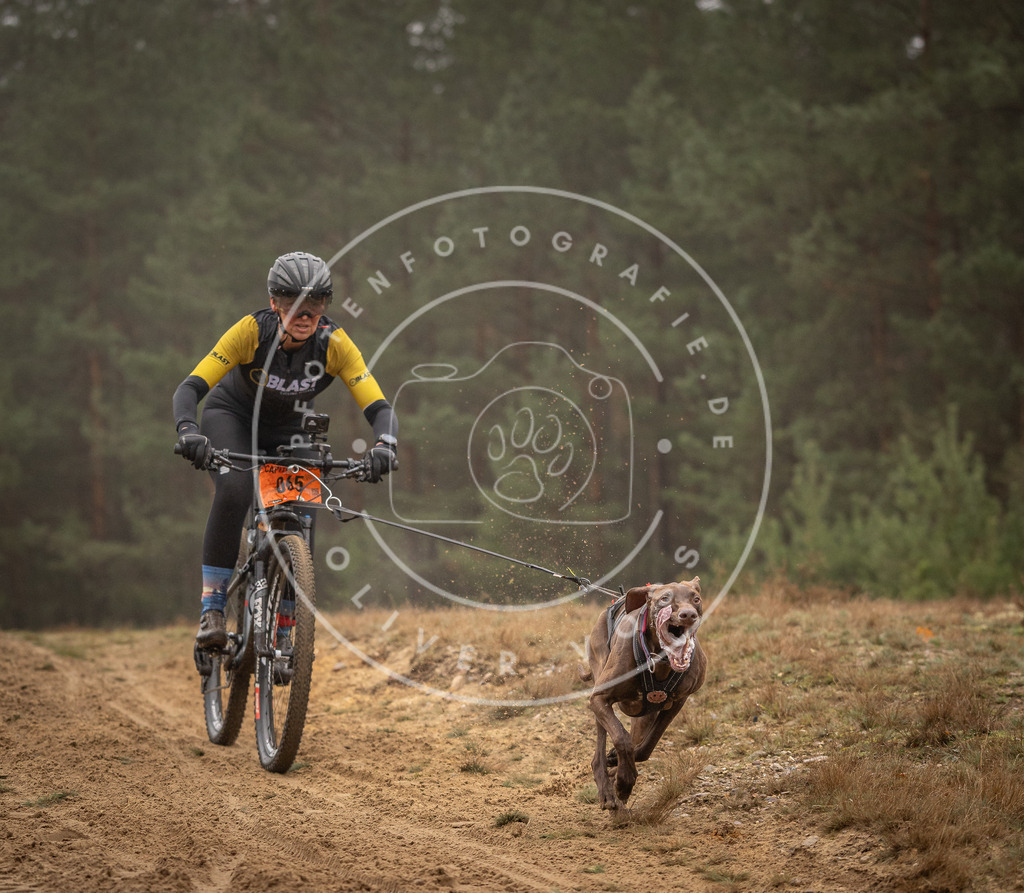 Pfotenfotografie_DV3A2478 | Hundefotografie, Tierfotograf, Pfotenfotografie, Fotoshooting Hund, Hunde Portrait, Hundesport, Hundeportraits, Heideshooting, Hunde, Sportfotograf, Hundefotograf, Turnierhundsport, THS,  - Realisiert mit Pictrs.com