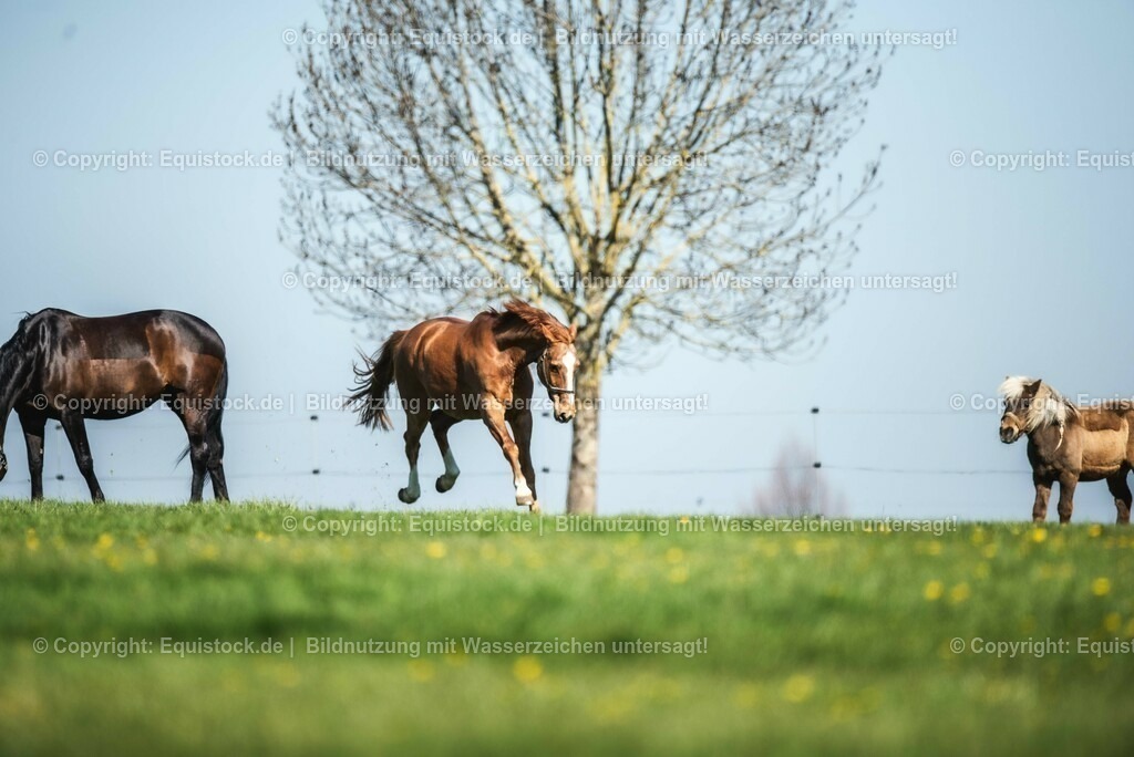 20210426_Pferd-auf-Koppel_0021 | equistock
