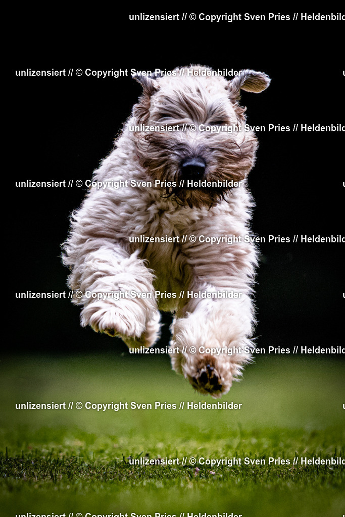 Sven Pries | 2025-10-03 - Hunderennen Obergrombach - Realisiert mit Pictrs.com