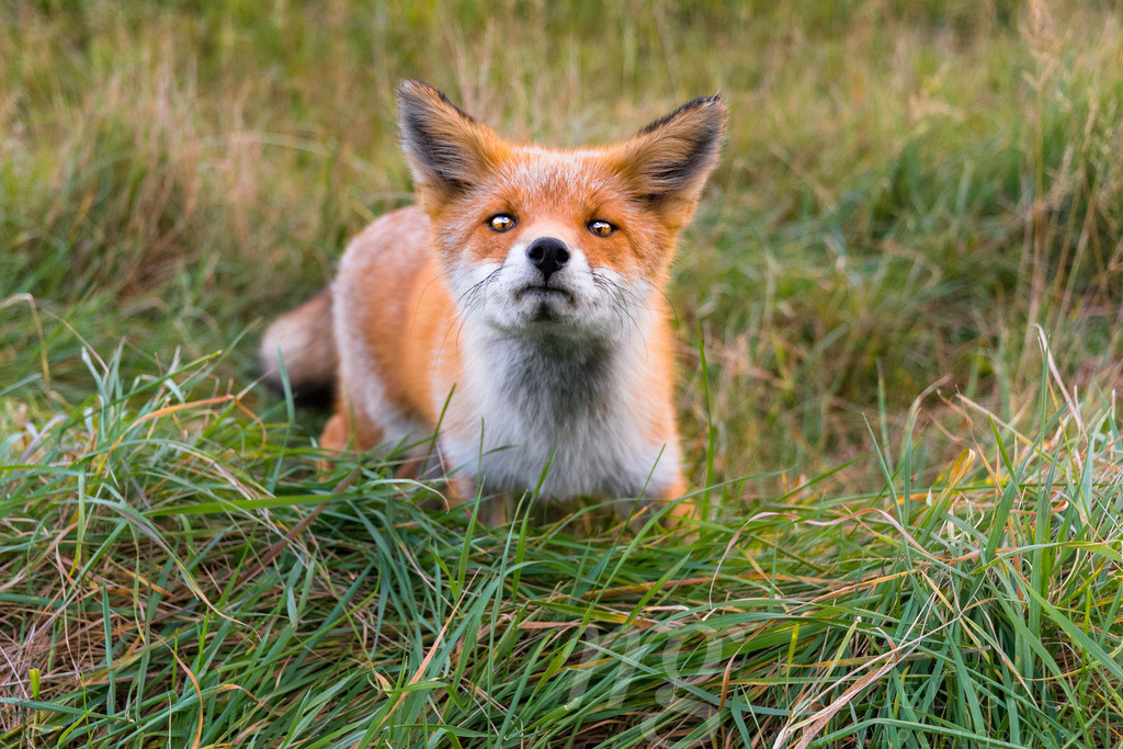 Redfox in Shiretoko National Park, Hokkaido | curious Redfox in Shiretoko National Park, Hokkaido. We first stopped to see one fox, then two others – probably young ones – emerged and began to play in front of our eyes. the where very curious and i managed to take some wideangle portraits - Realisiert mit Pictrs.com