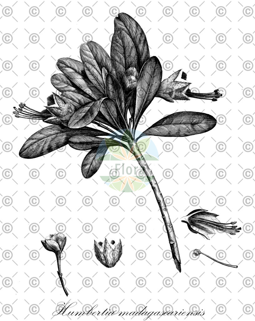 HistAbb_wfo-0000203551_1_ENZY_Simple | Historische Abbildung von Humbertia madagascariensis - Convolvulaceae | Historical Illustration of Humbertia madagascariensis - Convolvulaceae