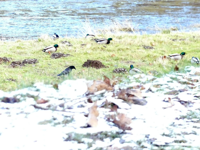 Nebelkrähe in Entengruppe | Verkauf von Fotos und  Videoclips zumThema Natur.Motive sind Pflanzen, Tiere, Landschaftenund Wetter - Realisiert mit Pictrs.com