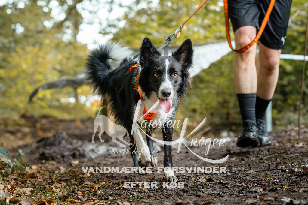 1426DZ6_2058Z6 | kk-dogfotos