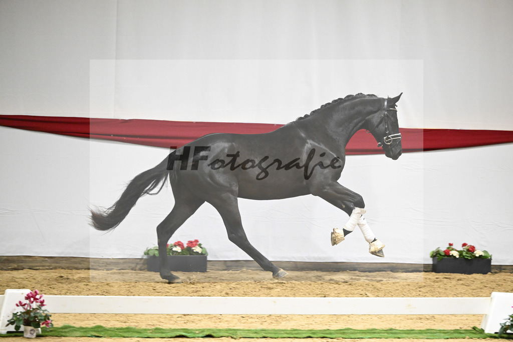 Kat-Nr. 72 v. Maracana_Tanner_63222112 | hf-fotografie - Realizzato con Pictrs.com