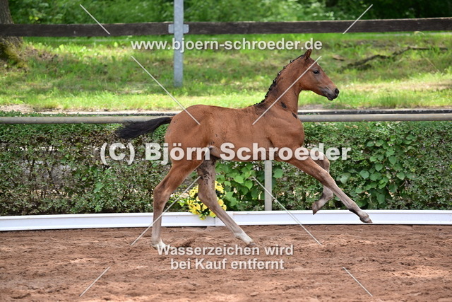 062_Diaron - Stalypso_Hartmut Bethge_868_4221 | Björn Schroeder Pferdefotografie
