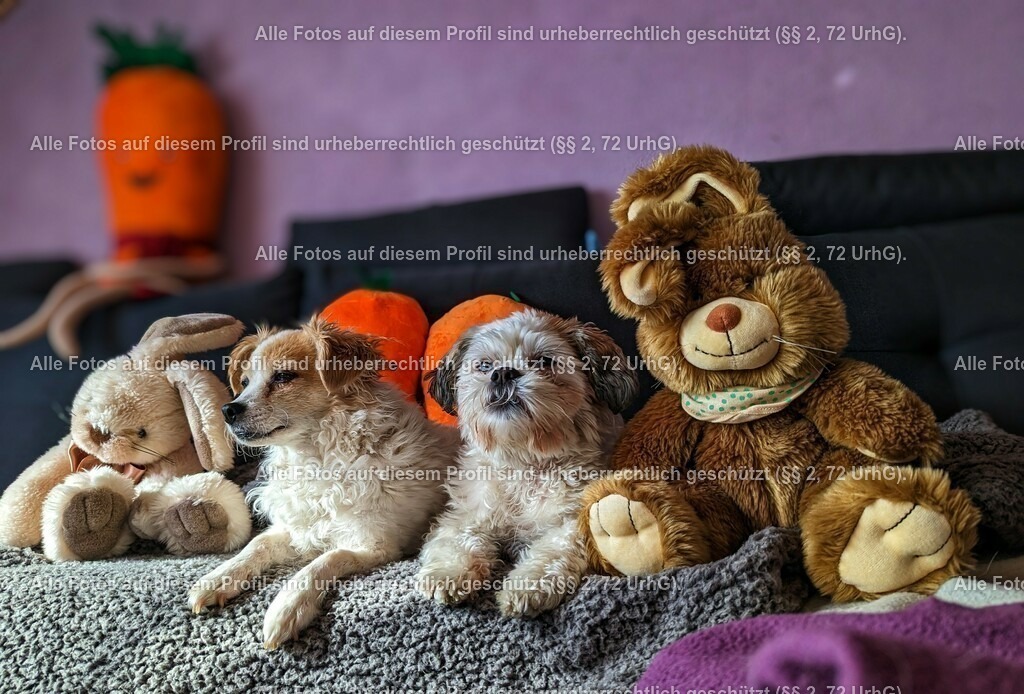 PXL_20230319_083205107_2-01_2 | krollfotografie - Realisiert mit Pictrs.com