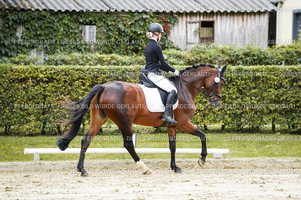 DSC06322 | Pferdegrafie