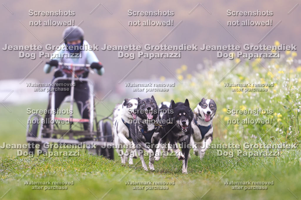Dog Paparazzi - Visbeck 25 -36 | Dog Paparazzi Jeanette Grottendiek Fotografie & Videografie - Realisiert mit Pictrs.com