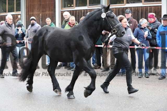 Sankt Märgen_2023_Körung_Pflastermusterung (97) | Alle Fotos der Reiterjournal Fotografin Doris Matthaes im Reiterjournal Online-Fotoshop. - Realisiert mit Pictrs.com