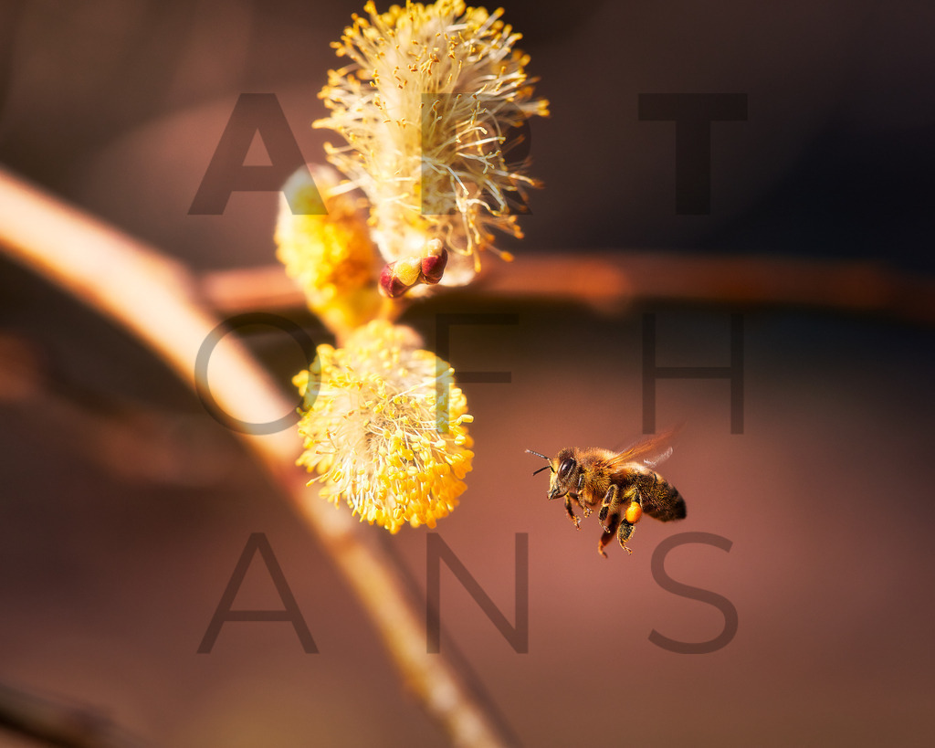 Ein Hans Fineart Original | Entdecke die Kunst von Hans Fineart - Fotografien für dein Zuhause. Verwandle deine Wände mit einzigartigen Kunstwerken und bringe die Schönheit der Welt in dein Leben. Bestelle jetzt und schaffe einen Ort der Inspiration und Eleganz.