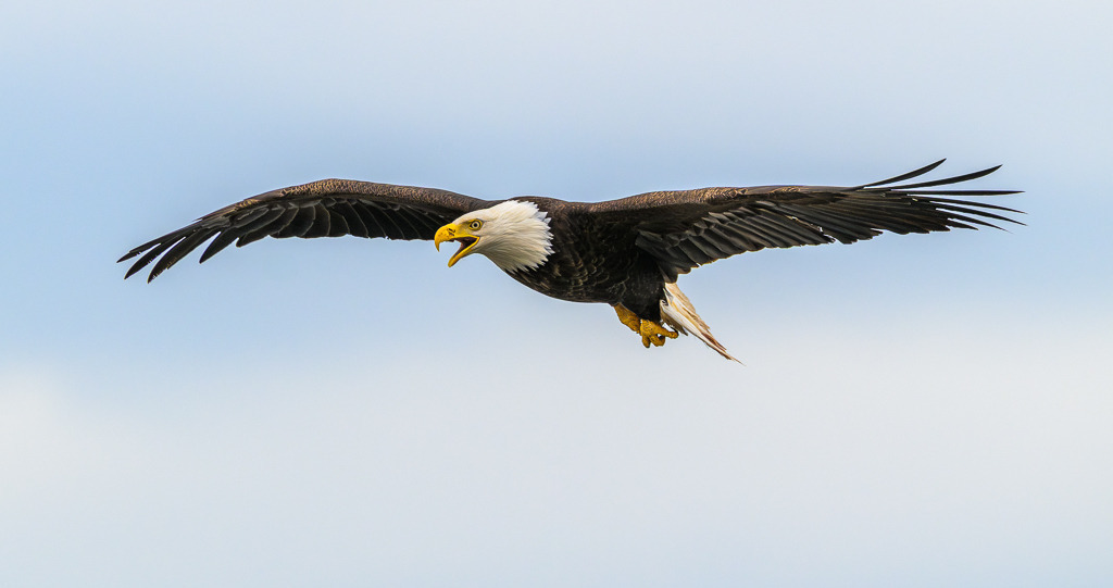 Weißkopfseeadler © Holger Rüdel | Weißkopfseeadler an der Pazifikküste in Alaska bei Anchor Point, Kenai Peninsula. - Realisiert mit Pictrs.com