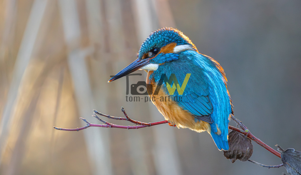 Prächtiger Eisvogel im warmen Licht der Abendsonne-Stuttgart | Das Bild zeigt einen Eisvogel (Alcedo atthis), der auf einem Ast sitzt. Es handelt sich um eine farbenprächtige einheimische Vogelart, die für ihr leuchtend blau-oranges Gefieder bekannt ist - Realisiert mit Pictrs.com